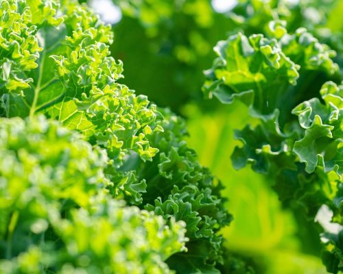 kale, vegetable, garden, healthy, vitamins, plant, brassica oleracea, kale, kale, nature, kale, kale, kale