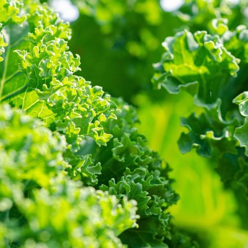 kale, vegetable, garden, healthy, vitamins, plant, brassica oleracea, kale, kale, nature, kale, kale, kale