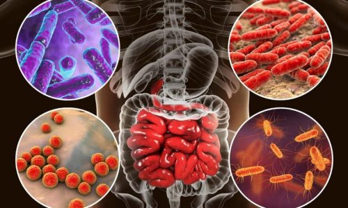 Combatting Yeast Woes: Probiotics to the Rescue