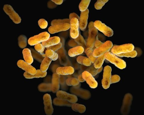 a close up of a bunch of small yellow things Probiotics