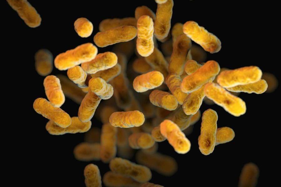 a close up of a bunch of small yellow things Probiotics
